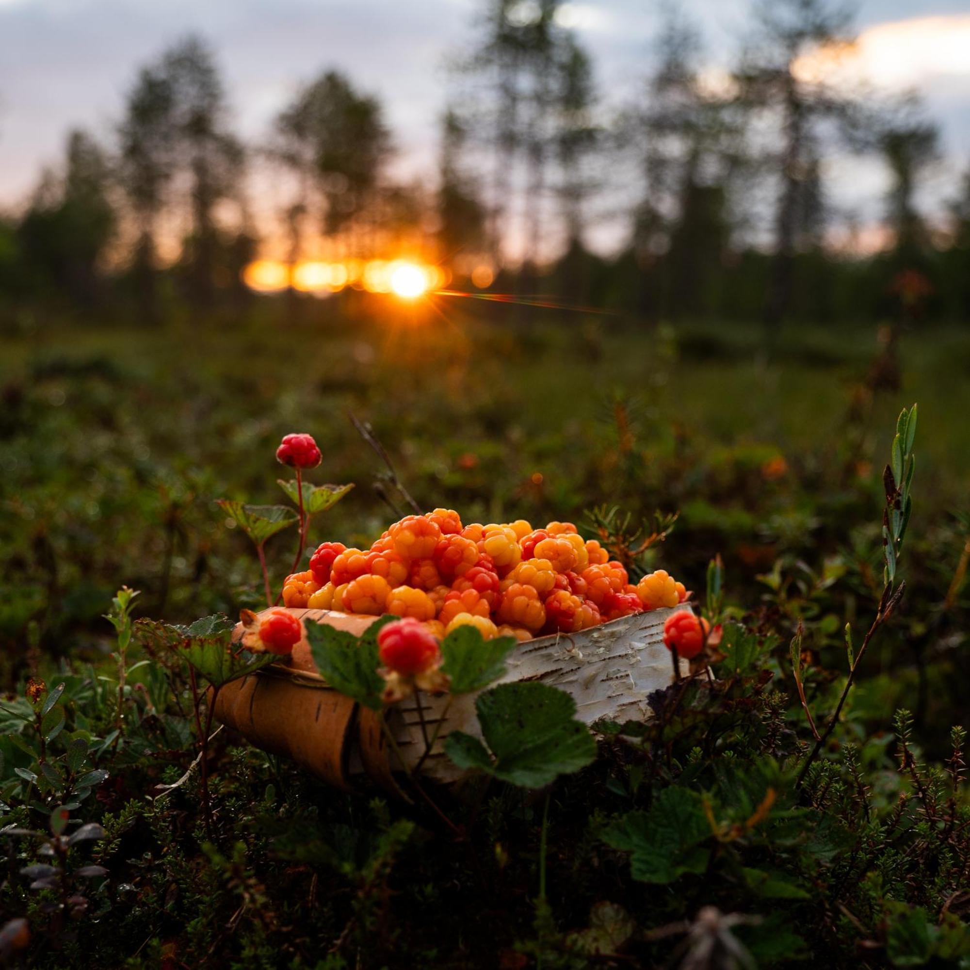Lapin Villa Hiisi Joen Rannalla Ranua Zewnętrze zdjęcie